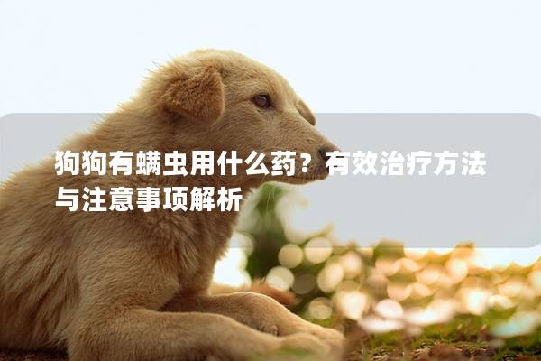 狗狗有螨蟲用什么藥？有效治療方法與注意事項解析