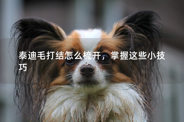 泰迪毛打結(jié)怎么梳開，掌握這些小技巧