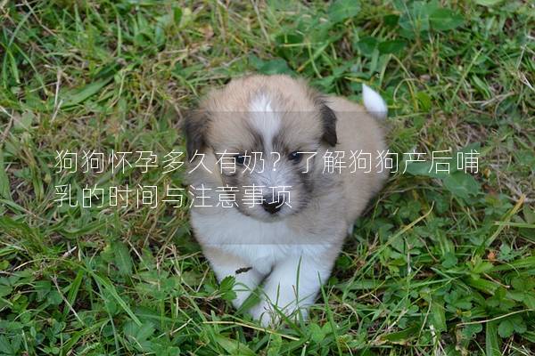 狗狗懷孕多久有奶？了解狗狗產后哺乳的時間與注意事項