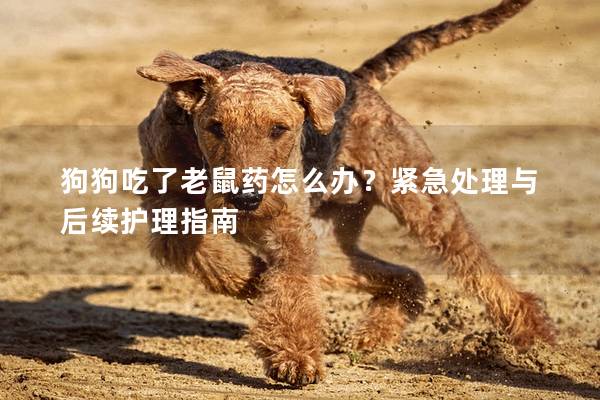 狗狗吃了老鼠藥怎么辦？緊急處理與后續護理指南