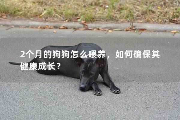 2個月的狗狗怎么喂養(yǎng)，如何確保其健康成長？