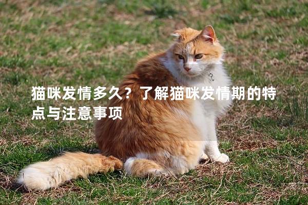 貓咪發(fā)情多久?了解貓咪發(fā)情期的特點與注意事項 貓咪發(fā)情多久?了解貓咪發(fā)情期的特點與注意事項