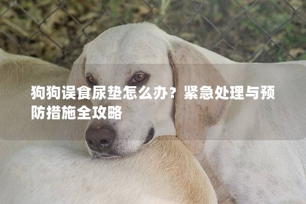 狗狗誤食尿墊怎么辦?緊急處理與預防措施全攻略