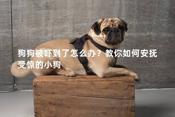 狗狗被嚇到了怎么辦?教你如何安撫受驚的小狗 狗狗被嚇到了怎么辦?教你如何安撫受驚的小狗