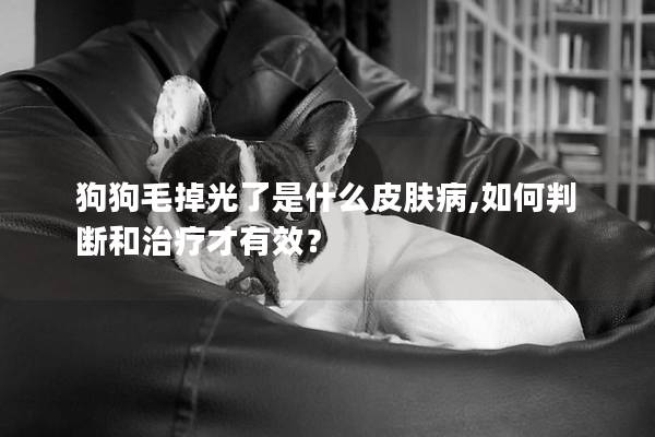狗狗毛掉光了是什么皮膚病,如何判斷和治療才有效？