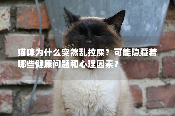 貓咪為什么突然亂拉屎?可能隱藏著哪些健康問題和心理因素?