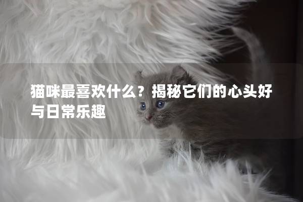 貓咪最喜歡什么？揭秘它們的心頭好與日常樂(lè)趣