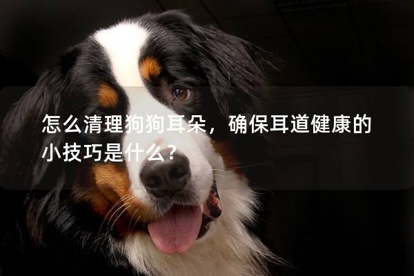 怎么清理狗狗耳朵，確保耳道健康的小技巧是什么？