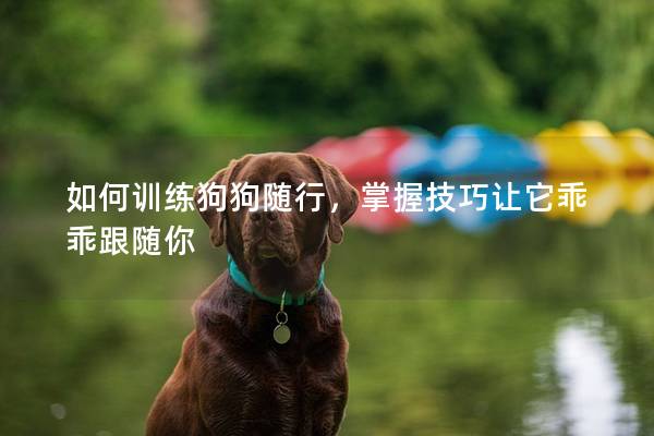 如何訓(xùn)練狗狗隨行，掌握技巧讓它乖乖跟隨你