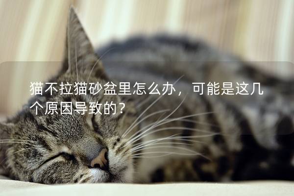 貓不拉貓砂盆里怎么辦，可能是這幾個(gè)原因?qū)е碌模?></em><p>貓不拉貓砂盆里怎么辦，可能是這幾個(gè)原因?qū)е碌模?/p><span>2024-08-21</span></a></li><li><a title=