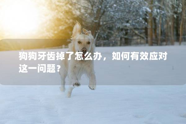 狗狗牙齒掉了怎么辦，如何有效應(yīng)對(duì)這一問(wèn)題？