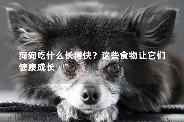 狗狗吃什么長得快？這些食物讓它們健康成長
