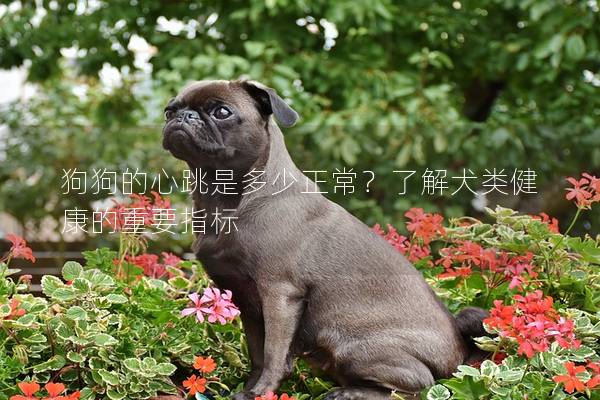 狗狗的心跳是多少正常？了解犬類健康的重要指標