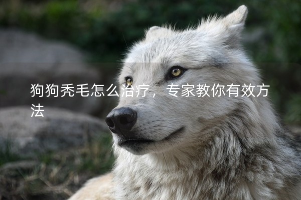 狗狗禿毛怎么治療,專家教你有效方法 狗狗禿毛怎么治療,專家教你有效方法