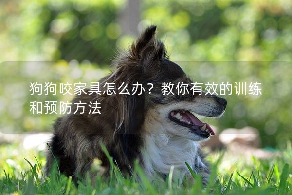 狗狗咬家具怎么辦?教你有效的訓練和預防方法 狗狗咬家具怎么辦?教你有效的訓練和預防方法