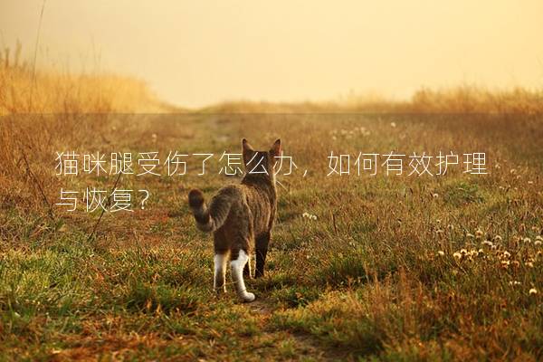 貓咪腿受傷了怎么辦，如何有效護理與恢復？