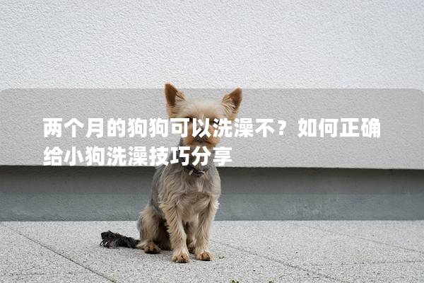 兩個月的狗狗可以洗澡不？如何正確給小狗洗澡技巧分享