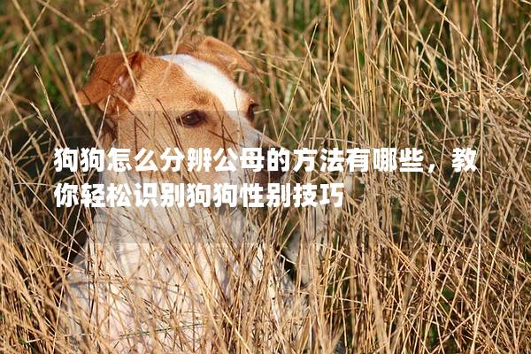 狗狗怎么分辨公母的方法有哪些,教你輕松識別狗狗性別技巧 狗狗怎么分辨公母的方法有哪些,教你輕松識別狗狗性別技巧