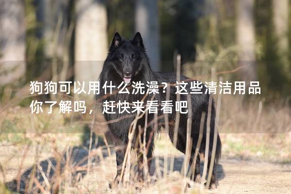 狗狗可以用什么洗澡？這些清潔用品你了解嗎，趕快來看看吧