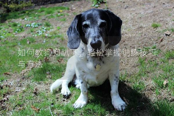 如何教狗狗趴下,輕松掌握訓練技巧與方法 如何教狗狗趴下,輕松掌握訓練技巧與方法