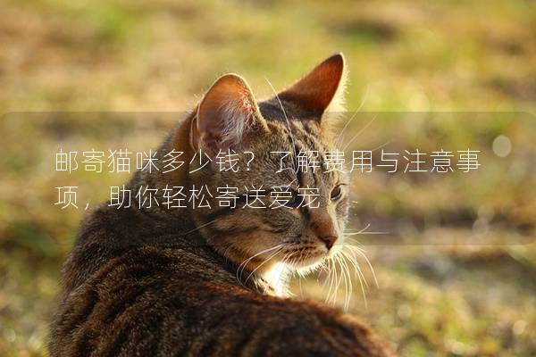 郵寄貓咪多少錢?了解費(fèi)用與注意事項(xiàng),助你輕松寄送愛(ài)寵