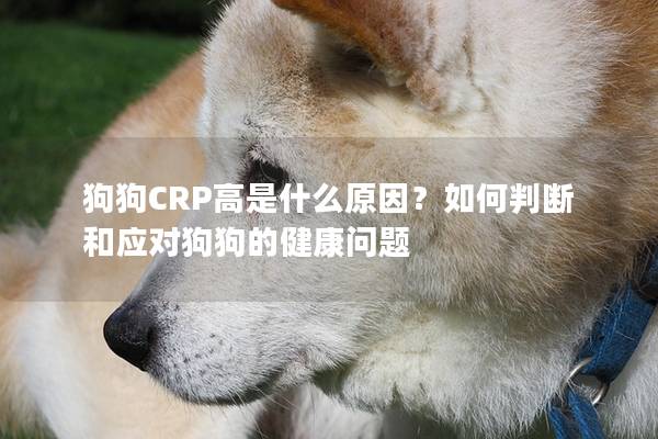 狗狗CRP高是什么原因？如何判斷和應對狗狗的健康問題