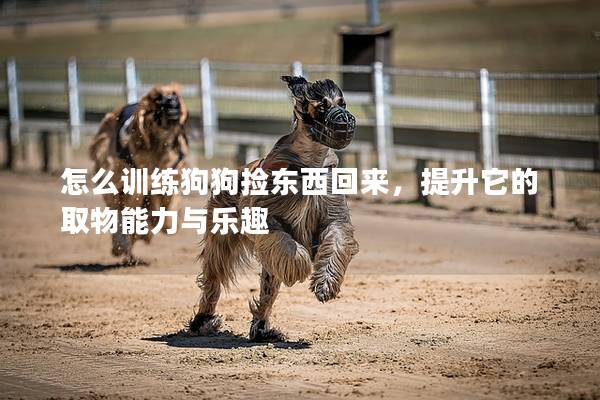 怎么訓(xùn)練狗狗撿東西回來(lái),提升它的取物能力與樂(lè)趣 怎么訓(xùn)練狗狗撿東西回來(lái),提升它的取物能力與樂(lè)趣