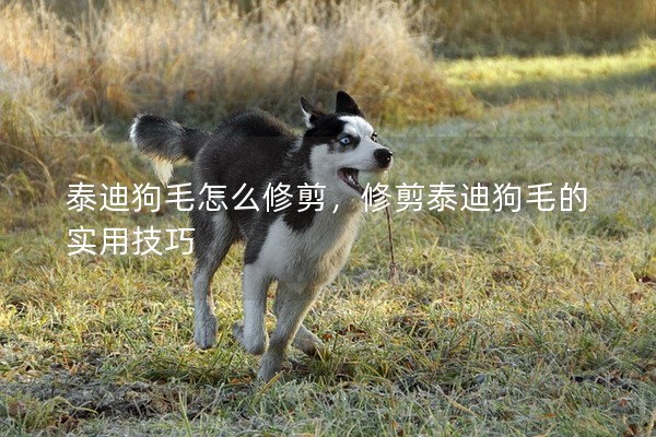 泰迪狗毛怎么修剪,修剪泰迪狗毛的實(shí)用技巧 泰迪狗毛怎么修剪,修剪泰迪狗毛的實(shí)用技巧