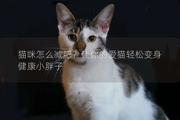 貓咪怎么減肥？讓你的愛貓輕松變身健康小胖子