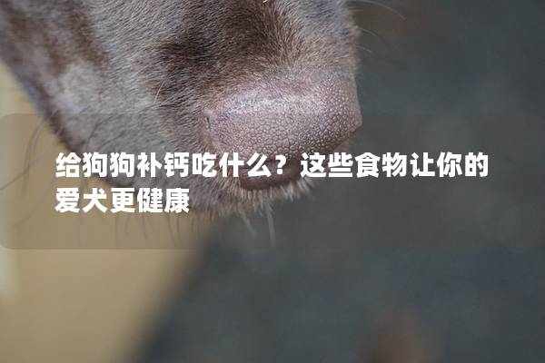 給狗狗補鈣吃什么?這些食物讓你的愛犬更健康 給狗狗補鈣吃什么?這些食物讓你的愛犬更健康