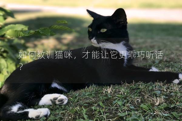 如何教訓(xùn)貓咪，才能讓它更乖巧聽話？