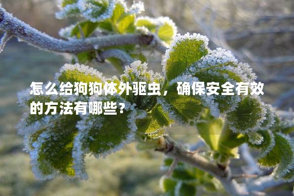 怎么給狗狗體外驅蟲，確保安全有效的方法有哪些？