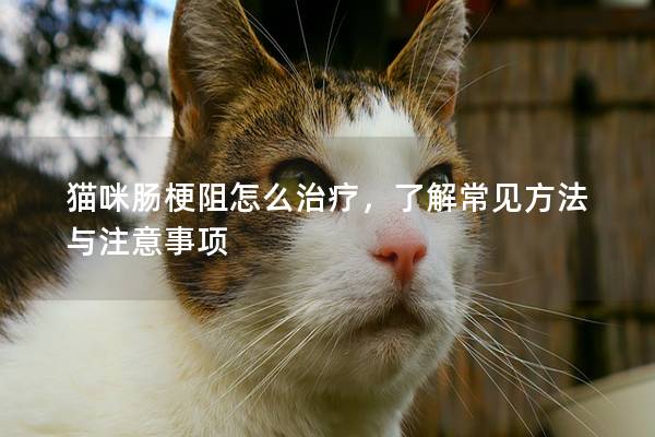 貓咪腸梗阻怎么治療，了解常見方法與注意事項(xiàng)