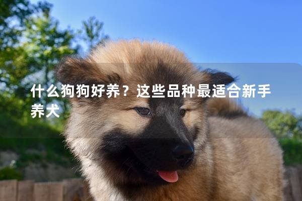 什么狗狗好養?這些品種最適合新手養犬 什么狗狗好養?這些品種最適合新手養犬