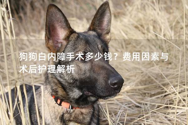 狗狗白內障手術多少錢?費用因素與術后護理解析 狗狗白內障手術多少錢?費用因素與術后護理解析