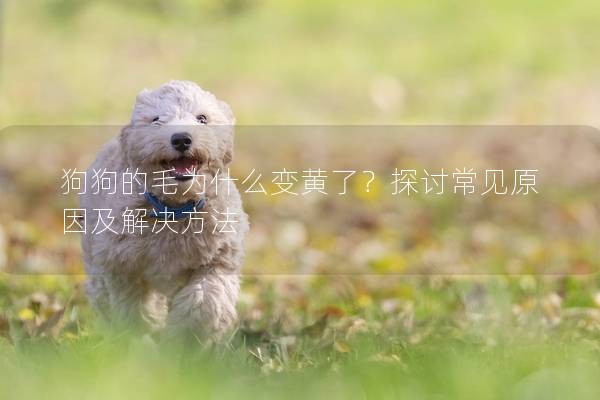 狗狗的毛為什么變黃了？探討常見原因及解決方法