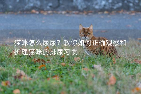 貓咪怎么尿尿？教你如何正確觀察和護理貓咪的排尿習慣