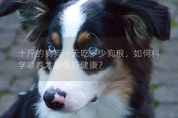 十斤的狗狗一天吃多少狗糧,如何科學(xué)喂養(yǎng)才能保持健康?