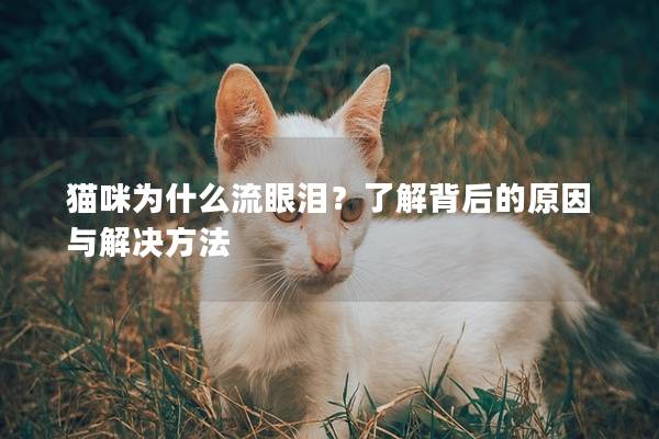 貓咪為什么流眼淚？了解背后的原因與解決方法