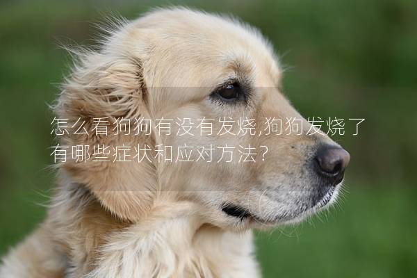 怎么看狗狗有沒有發燒,狗狗發燒了有哪些癥狀和應對方法?