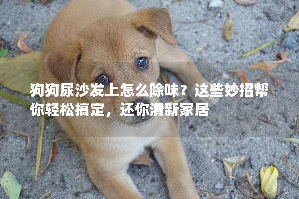 狗狗尿沙發上怎么除味？這些妙招幫你輕松搞定，還你清新家居
