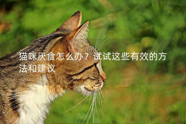 貓咪厭食怎么辦？試試這些有效的方法和建議