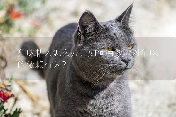 貓咪粘人怎么辦，如何有效應對貓咪的依賴行為？