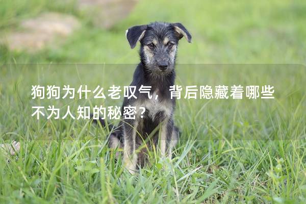 狗狗為什么老嘆氣，背后隱藏著哪些不為人知的秘密？