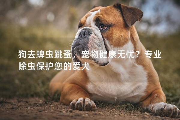 狗去蜱蟲跳蚤，寵物健康無憂？專業除蟲保護您的愛犬