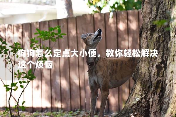 狗狗怎么定點大小便，教你輕松解決這個煩惱