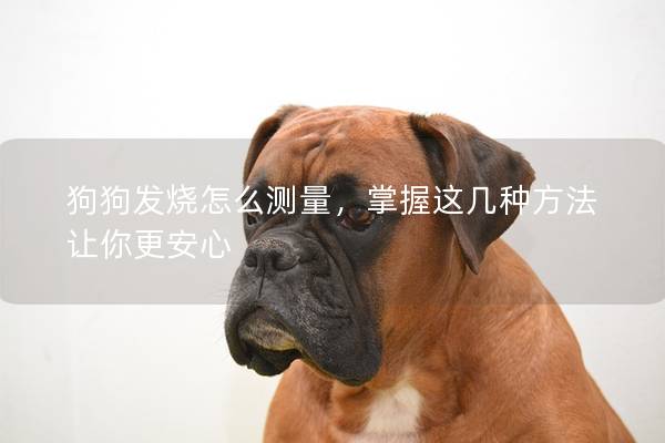 狗狗發(fā)燒怎么測量,掌握這幾種方法讓你更安心 狗狗發(fā)燒怎么測量,掌握這幾種方法讓你更安心