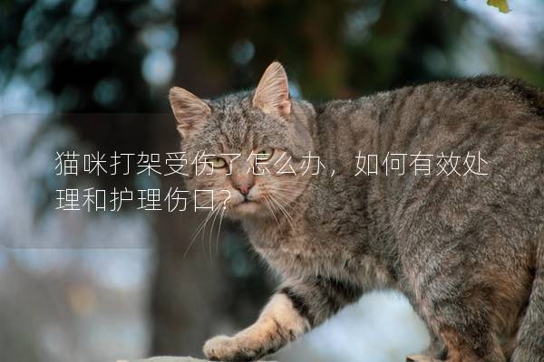 貓咪打架受傷了怎么辦，如何有效處理和護理傷口？