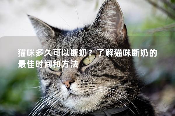 貓咪多久可以斷奶？了解貓咪斷奶的最佳時間和方法