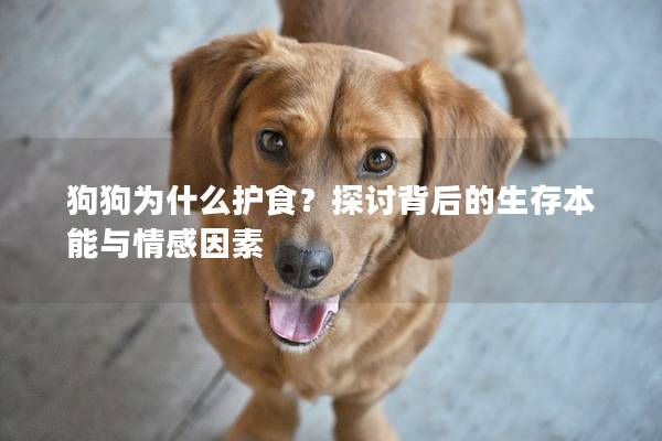 狗狗為什么護食？探討背后的生存本能與情感因素